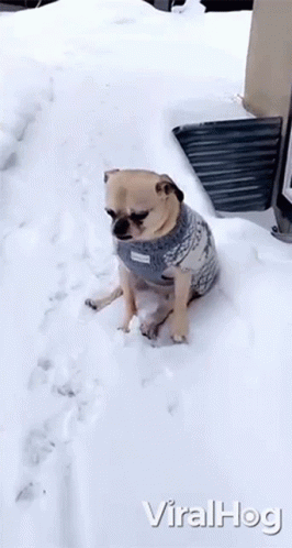 inverno venda de produtos para pet