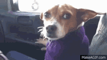 Cold Dog GIFs | Tenor